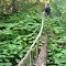 Okanagan High Rim Trail ~ Make a bridge from a tree... and they will cross it.