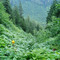 Avalance Chute and Stream Channel