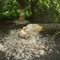 Beavers at work