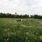 12274 Cote des Bouchard