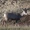 Roadside Deer
