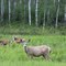 Doe and Twins