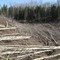 Beaver Pond, being cleared for road (May 2009)