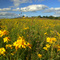 Nachusa Prarie - 2009