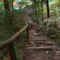 Rough descent on a trail at Franklin Creek State Park - 3D