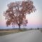 Tree at Dawn