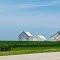 Country Farm