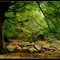 Margam Woods