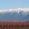 Winter blueberry fields