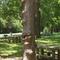 Do you see the chameleon and the face with the big nose under it, near the zoo, Emporia, KS