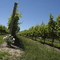 Pelee Island Winery - 06/24/2006