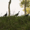 Wild turkeys on the island. Pelee Island,Ontario,Canada