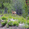 Spotted deer on the way back to Puntzi Lake