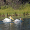 Pelicans on Puntzi Lake