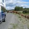 Chilcotin Highway 20 rush - hour traffic
