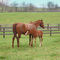 Paris, KY