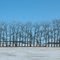 Prairie Sentinels