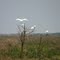 Oak Grove, Louisiana (June 2006)