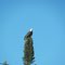 Watchful eye