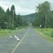 Hacquoil road ducks