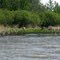 Deer at Bear Lake