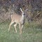 Whitetail Deer near Battleford