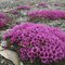 Purple Saxifrage