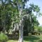 Spanish Moos on a tree in Avery Island, LA
