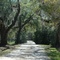 AveryIsland0406DSC_5949l
