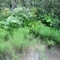 Revelstoke NP Rain Forest