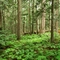Revelstoke NP Rain Forest