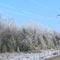 Hoare frost on trees and wires