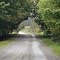 Trees and road