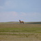The Prairie June 2005