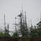 Cormorants on Ram Island