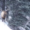 Bull Elk at Elkview plant