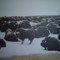 Muskox Harvest