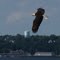 Eagle flying over Pictou Harbor