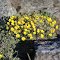 Amazing flowers growing on the rocks!