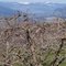 Orchard in Spring, L&A Rd