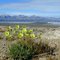 Arctic Poppy.