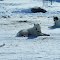Dogs in tundra
