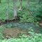 One of the springs in Cuivre River State Park