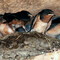 Barn Swallows - immature - waiting to be fed