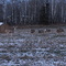 Deer By Athabasca University