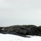 Polar Bear on the Rocks