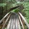 Twin Spruce Trail -Lakelse Lake PP 5-25-2010