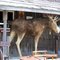 Wawa General Store Moose