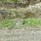 Grouse -Hudson Bay Mtns Smithers BC 5-24-2010