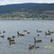 Wild Ducks in Okanagan Lake, at Pyramid Provincial Park